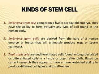 KINDS OF STEM CELL
1. Embryonic stem cells come from a five to six-day-old embryo. They
have the ability to form virtually any type of cell found in the
human body.
2. Embryonic germ cells are derived from the part of a human
embryo or foetus that will ultimately produce eggs or sperm
(gametes).
3. Adult stem cells are undifferentiated cells found among specialised
or differentiated cells in a tissue or organ after birth. Based on
current research they appear to have a more restricted ability to
produce different cell types and to self-renew.
 