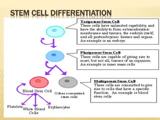 STEM CELL DIFFERENTIATION
 