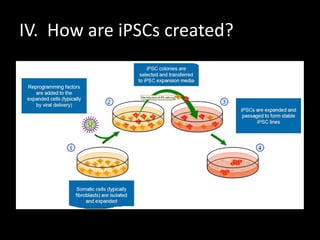 IV. How are iPSCs created?
 