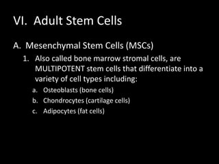VI. Adult Stem Cells
A. Mesenchymal Stem Cells (MSCs)
1. Also called bone marrow stromal cells, are
MULTIPOTENT stem cells that differentiate into a
variety of cell types including:
a. Osteoblasts (bone cells)
b. Chondrocytes (cartilage cells)
c. Adipocytes (fat cells)
 