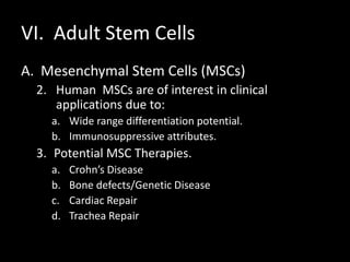 VI. Adult Stem Cells
A. Mesenchymal Stem Cells (MSCs)
2. Human MSCs are of interest in clinical
applications due to:
a. Wide range differentiation potential.
b. Immunosuppressive attributes.
3. Potential MSC Therapies.
a. Crohn’s Disease
b. Bone defects/Genetic Disease
c. Cardiac Repair
d. Trachea Repair
 