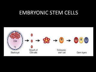 EMBRYONIC STEM CELLS
 
