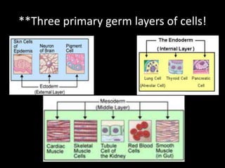 **Three primary germ layers of cells!
 
