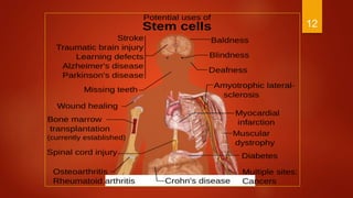Introduction to stem cells | PPTX