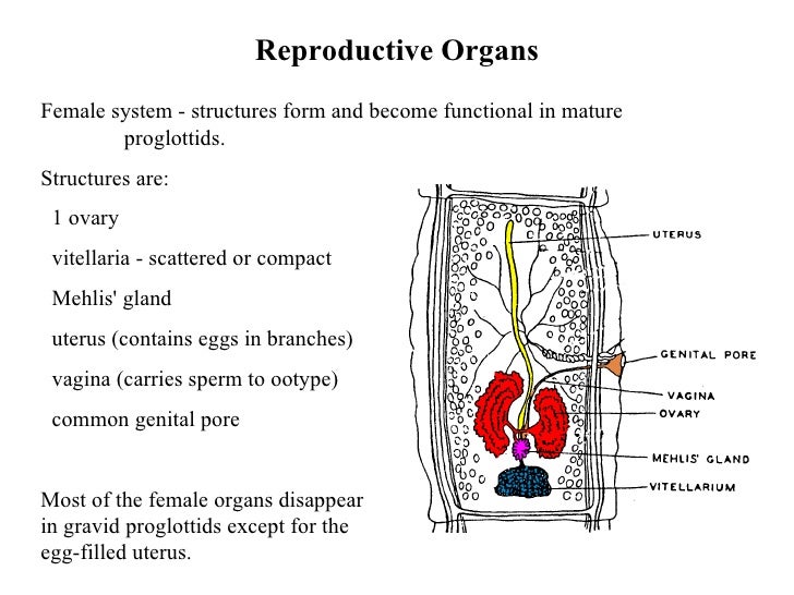 Introduction To Tapeworms