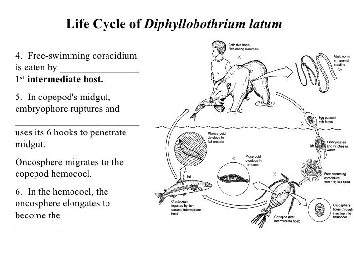 Introduction To Tapeworms