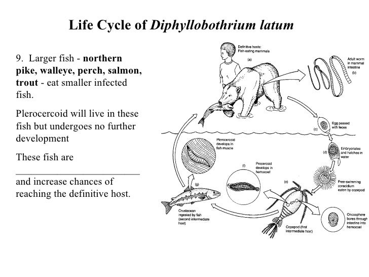 Introduction To Tapeworms