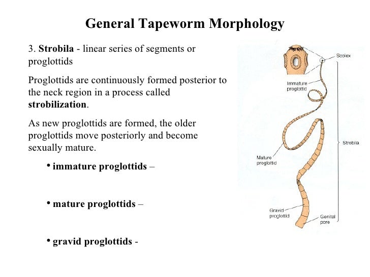 Introduction To Tapeworms