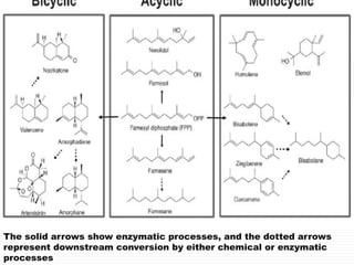 The solid arrows show enzymatic processes, and the dotted arrows
represent downstream conversion by either chemical or enzymatic
processes
 