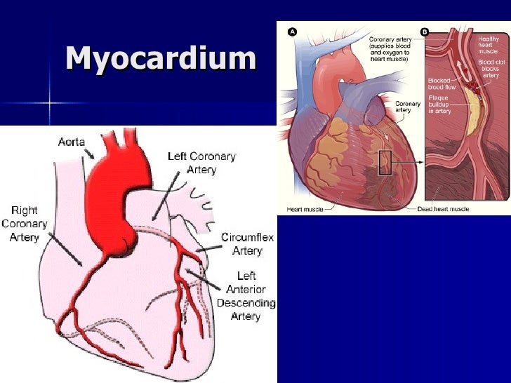 Introduction to the_cardiovascular_system