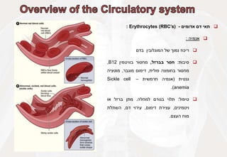 
‫תאי‬
‫דם‬
‫אדומים‬
-
Erythrocytes (RBC’s)
:

‫אנמיה‬
:

‫ריכוז‬
‫נמוך‬
‫של‬
‫המוגלובין‬
‫בדם‬

‫סיבות‬
:
‫חסר‬
‫בברזל‬
,
‫מחסור‬
‫בוויטמין‬
B12
,
‫מחסור‬
‫בחומצה‬
‫פולית‬
,
‫דימום‬
‫מוגבר‬
,
‫מוטציה‬
‫גנטית‬
(
‫אנמיה‬
‫חרמשית‬
–
Sickle cell
anemia
)
.

‫טיפול‬
:
‫תלוי‬
‫בגורם‬
‫למחלה‬
.
‫מתן‬
‫ברזל‬
‫או‬
‫ויטמינים‬
,
‫עצירת‬
‫דימום‬
,
‫עירוי‬
‫דם‬
,
‫השתלת‬
‫מוח‬
‫העצם‬
.
 