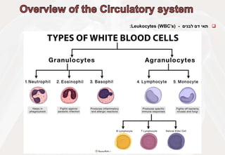 
‫תאי‬
‫דם‬
‫לבנים‬
-
Leukocytes (WBC’s)
:
 