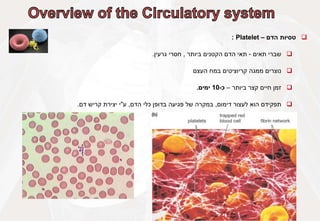 
‫טסיות‬
‫הדם‬
–
Platelet
:

‫שברי‬
‫תאים‬
-
‫תאי‬
‫הדם‬
‫הקטנים‬
‫ביותר‬
,
‫חסרי‬
‫גרעין‬
.

‫נוצרים‬
‫ממגה‬
‫קריוציטים‬
‫במח‬
‫העצם‬

‫זמן‬
‫חיים‬
‫קצר‬
‫ביותר‬
–
‫כ‬
-
10
‫ימים‬
.

‫תפקידם‬
‫הוא‬
‫לעצור‬
‫דימום‬
,
‫במקרה‬
‫של‬
‫פגיעה‬
‫בדופן‬
‫כלי‬
‫הדם‬
,
‫ע‬
"
‫י‬
‫יצירת‬
‫קריש‬
‫דם‬
.
 