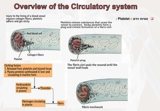 
‫טסיות‬
‫הדם‬
–
Platelet
:
 