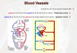 
‫הלב‬
(
‫משאבת‬
‫הדם‬
)
‫מזרים‬
‫את‬
‫הדם‬
‫ב‬
-
2
‫מחזורים‬
:

Pulmonary circuit
–
‫הזרמת‬
‫דם‬
‫אל‬
‫הריאות‬
‫של‬
‫דם‬
‫לא‬
‫מחומצן‬
‫וחזרה‬
‫אל‬
‫הלב‬
‫של‬
‫דם‬
‫מחומצן‬
.

Systemic circuit
–
‫הזרמת‬
‫דם‬
‫אל‬
‫הרקמות‬
‫השונות‬
‫של‬
‫דם‬
‫מחומצן‬
‫וחזרה‬
‫אל‬
‫הלב‬
‫של‬
‫דם‬
‫לא‬
‫מחומצן‬
.
 