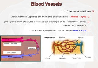 
‫ישנם‬
3
‫סוגים‬
‫מרכזיים‬
‫של‬
‫כלי‬
‫דם‬
:

‫עורקים‬
–
Arteries
–
‫כלי‬
‫דם‬
‫המובילים‬
‫דם‬
‫מהלב‬
‫אל‬
‫נימי‬
‫הדם‬
Capillaries
‫ואל‬
‫הרקמות‬
‫השונות‬
.

‫נימי‬
‫דם‬
–
Capillaries
–
‫כלי‬
‫דם‬
‫מיקרוסקופיים‬
‫קטנים‬
‫בהם‬
‫נעשה‬
‫תהליך‬
‫שחלוף‬
‫החומרים‬
‫וחמצן‬
/
‫פחמן‬
‫דו‬
‫חמצני‬
‫בין‬
‫זרם‬
‫הדם‬
‫והתאים‬
.

‫וורידים‬
–
Veins
–
‫כלי‬
‫דם‬
‫המובילים‬
‫דם‬
‫מה‬
-
Capillaries
‫חזרה‬
‫אל‬
‫הלב‬
.
 