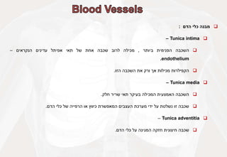 
‫מבנה‬
‫כלי‬
‫הדם‬
:

Tunica intima
–

‫השכבה‬
‫הפנימית‬
‫ביותר‬
,
‫מכילה‬
‫לרוב‬
‫שכבה‬
‫אחת‬
‫של‬
‫תאי‬
‫אפיתל‬
‫עדינים‬
‫הנקראים‬
–
endothelium
.

‫הקפילרות‬
‫מכילות‬
‫אך‬
‫ורק‬
‫את‬
‫השכבה‬
‫הזו‬
.

Tunica media
–

‫השכבה‬
‫האמצעית‬
‫המכילה‬
‫בעיקר‬
‫תאי‬
‫שריר‬
‫חלק‬
.

‫שכבה‬
‫זו‬
‫נשלטת‬
‫על‬
‫ידי‬
‫מערכת‬
‫העצבים‬
‫המאפשרת‬
‫כיווץ‬
‫או‬
‫הרפייה‬
‫של‬
‫כלי‬
‫הדם‬
.

Tunica adventitia
–

‫שכבה‬
‫חיצונית‬
‫חזקה‬
‫המגינה‬
‫על‬
‫כלי‬
‫הדם‬
.
 