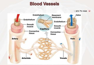 
‫מבנה‬
‫כלי‬
‫הדם‬
:
 