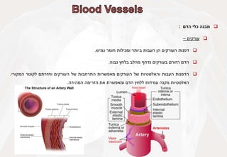 
‫מבנה‬
‫כלי‬
‫הדם‬
:

‫עורקים‬
–

‫דפנות‬
‫העורקים‬
‫הן‬
‫העבות‬
‫ביותר‬
‫ומכילות‬
‫חומר‬
‫גמיש‬
.

‫הדם‬
‫הזורם‬
‫בעורקים‬
‫נדחף‬
‫מהלב‬
‫בלחץ‬
‫גבוה‬
.

‫הדפנות‬
‫העבות‬
‫והאלסטיות‬
‫של‬
‫העורקים‬
‫מאפשרות‬
‫התרחבות‬
‫של‬
‫העורקים‬
‫וחזרתם‬
‫לקוטר‬
‫המקורי‬
.
‫האלסטיות‬
‫מקנה‬
‫עמידות‬
‫ללחץ‬
‫הדם‬
‫ומאפשרת‬
‫את‬
‫הזרימה‬
‫המהירה‬
.
 