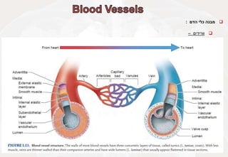 
‫מבנה‬
‫כלי‬
‫הדם‬
:

‫וורידים‬
–
 