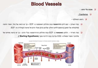 
‫מבנה‬
‫כלי‬
‫הדם‬
:

Capillaries
:

‫ביצוע‬
‫השחלוף‬
–

‫בצד‬
‫העורקי‬
–
‫ישנו‬
‫לחץ‬
‫הידרוסטטי‬
‫גבוה‬
‫מהלחץ‬
‫האוסמוטי‬
‫ב‬
-
ECF
–
‫כך‬
‫יש‬
‫יציאה‬
‫של‬
‫נוזל‬
,
‫חומרי‬
‫תזונה‬
‫ומולקולות‬
‫של‬
‫חמצן‬
(
‫בהתאם‬
‫ללחץ‬
‫החלקי‬
‫שלהם‬
‫בדם‬
)
‫מכלי‬
‫הדם‬
‫אל‬
‫מיטת‬
‫הקפילרה‬
‫וה‬
-
ECF
.

‫בצד‬
‫הוורידי‬
-
‫הלחץ‬
‫האוסמוטי‬
‫ב‬
-
ECF
‫גבוה‬
‫מהלחץ‬
‫ההידרוסטטי‬
‫בכלי‬
‫הדם‬
–
‫כך‬
‫יש‬
‫כניסה‬
‫מחדש‬
‫של‬
‫מלחים‬
/
‫חומרי‬
‫פסולת‬
‫ו‬
-
CO2
‫מריכוז‬
‫גבוה‬
‫לריכוז‬
‫נמוך‬
(
Starling Hypothesis
)
.
 