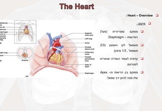 
Heart – Overview
:

‫מיקום‬
:

‫ממוקם‬
‫סופריורית‬
(
‫מעל‬
)
‫הסרעפת‬
–
Diaphragm
.

‫משמאל‬
‫לקו‬
‫האמצע‬
(
2/3
‫משמאל‬
,
1/3
‫מימין‬
)

‫קדמית‬
‫לעמוד‬
‫השדרה‬
‫ואחורית‬
‫לסטרנום‬
.

‫ממוקם‬
‫בין‬
‫הריאות‬
‫וה‬
-
Apex
‫שלו‬
‫פונה‬
‫לכיוון‬
‫ירך‬
‫שמאל‬
.
 