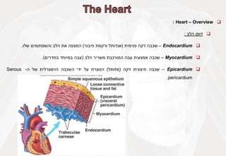 
Heart – Overview
:

‫דופן‬
‫הלב‬
:

Endocardium
–
‫שכבה‬
‫דקה‬
‫פנימית‬
(
‫אנדותל‬
‫ורקמת‬
‫חיבור‬
)
‫המצפה‬
‫את‬
‫הלב‬
‫והשסתומים‬
‫שלו‬
.

Myocardium
–
‫שכבה‬
‫אמצעית‬
‫עבה‬
‫המורכבת‬
‫משריר‬
‫הלב‬
(
‫עבה‬
‫במיוחד‬
‫בחדרים‬
)
.

Epicardium
–
‫שכבה‬
‫חיצונית‬
‫דקה‬
(
‫מזותל‬
)
‫הנוצרת‬
‫על‬
‫ידי‬
‫השכבה‬
‫הויסצרלית‬
‫של‬
‫ה‬
-
Serous
pericardium
.
 