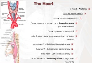 
Heart – Anatomy
:

‫אנטומיה‬
‫חיצונית‬
‫של‬
‫הלב‬
:

‫כלי‬
‫דם‬
‫המרכזיים‬
‫היוצאים‬
‫מהלב‬
–

Ascending Aorta
–
‫אבי‬
‫העורקים‬
–
‫יוצא‬
‫מחדר‬
‫שמאל‬
‫ומזרים‬
‫דם‬
‫אל‬
‫כל‬
‫הגוף‬

2
‫עורקים‬
‫קורונריים‬
‫מספקים‬
‫את‬
‫הלב‬

‫מהאאורטה‬
‫העולה‬
‫ממשיכה‬
‫קשת‬
‫שממנה‬
‫יוצאים‬
3
‫כלים‬
‫מרכזיים‬
–

Right brachiocephalic artery
–
‫לראש‬
‫וגפה‬
‫ימין‬

Left common carotid artery
–
‫לראש‬
‫שמאל‬

Left subclavian artery
–
‫לגפה‬
‫שמאל‬

‫לאחר‬
‫הקשת‬
‫כ‬
-
Descending Aorta
–
‫המזרימה‬
‫דם‬
‫אל‬
‫כל‬
‫יתר‬
‫הגוף‬
.
 