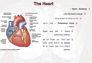 
Heart – Anatomy
:

‫אנטומיה‬
‫חיצונית‬
‫של‬
‫הלב‬
:

‫כלי‬
‫דם‬
‫המרכזיים‬
‫היוצאים‬
‫מהלב‬
–

Pulmonary trunk
–
‫עורק‬
‫הריאה‬
‫הראשי‬
–

‫מתפצל‬
‫ל‬
-
Right and left
pulmonary arteries
.

‫יוצא‬
‫מחדר‬
‫ימין‬
‫ומוביל‬
‫דם‬
‫לא‬
‫מחומצן‬
‫אל‬
‫הריאות‬
‫לצורך‬
‫חמצון‬
(
‫העורק‬
‫היחיד‬
‫בגוף‬
‫המוביל‬
‫דם‬
‫לא‬
‫מחומצן‬
)
.
 
