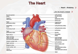 
Heart – Anatomy
:

‫אנטומיה‬
‫חיצונית‬
‫של‬
‫הלב‬
:
 