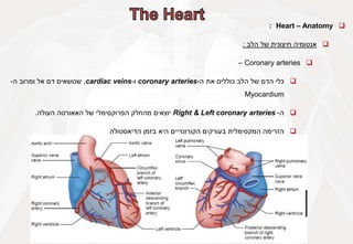
Heart – Anatomy
:

‫אנטומיה‬
‫חיצונית‬
‫של‬
‫הלב‬
:

Coronary arteries
–

‫כלי‬
‫הדם‬
‫של‬
‫הלב‬
‫כוללים‬
‫את‬
‫ה‬
-
coronary arteries
‫ו‬
-
cardiac veins
,
‫שנושאים‬
‫דם‬
‫אל‬
‫ומרוב‬
‫ה‬
-
Myocardium

‫ה‬
-
Right & Left coronary arteries
‫יוצאים‬
‫מהחלק‬
‫הפרוקסימלי‬
‫של‬
‫האאורטה‬
‫העולה‬
.

‫הזרימה‬
‫המקסימלית‬
‫בעורקים‬
‫הקורונריים‬
‫היא‬
‫בזמן‬
‫הדיאסטולה‬
 