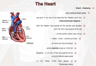 
Heart – Anatomy
:

‫חלוקה‬
‫למדורים‬
‫ומחזור‬
‫הדם‬
:

‫הצד‬
‫הימני‬
‫והשמאלי‬
‫של‬
‫הלב‬
‫מופרדים‬
‫זה‬
‫מזה‬
‫על‬
‫ידי‬
‫דופן‬
‫עבה‬
–
Interventricular Septum
.

‫הספטום‬
‫מונע‬
‫מערבוב‬
‫של‬
‫דם‬
‫מחומצן‬
(
‫בצד‬
‫השמאלי‬
‫של‬
‫הלב‬
)
‫עם‬
‫דם‬
‫לא‬
‫מחומצן‬
(
‫בצד‬
‫הימני‬
‫של‬
‫הלב‬
)
.

‫בכל‬
‫צד‬
‫ישנה‬
‫חלוקה‬
‫לעליות‬
‫וחדרים‬
–

‫המדורים‬
‫העליונים‬
–
‫עליות‬
–
Atria
–

‫מקבלים‬
‫דם‬
‫אל‬
‫הלב‬
‫מהורידים‬
.

‫לכל‬
‫עלייה‬
‫יש‬
‫אוזנית‬
Auricle
‫בולטת‬
.

‫דם‬
‫לא‬
‫מחומצן‬
‫נכנס‬
‫לעלייה‬
‫ימין‬
‫דרך‬
‫ה‬
-
Superior
& Inferior vena cava
‫בעיקר‬
.

‫דם‬
‫מחומצן‬
‫נכנס‬
‫לעלייה‬
‫שמאל‬
‫דרך‬
‫ה‬
-
Pulmonary veins
 
