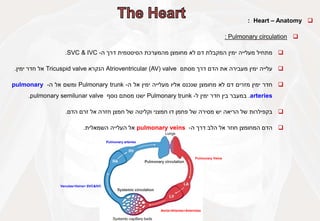 
Heart – Anatomy
:

Pulmonary circulation
:

‫מתחיל‬
‫מעלייה‬
‫ימין‬
‫המקבלת‬
‫דם‬
‫לא‬
‫מחומצן‬
‫מהמערכת‬
‫הסיסטמית‬
‫דרך‬
‫ה‬
-
SVC & IVC
.

‫עלייה‬
‫ימין‬
‫מעבירה‬
‫את‬
‫הדם‬
‫דרך‬
‫מסתם‬
Atrioventricular (AV) valve
‫הנקרא‬
Tricuspid valve
‫אל‬
‫חדר‬
‫ימין‬
.

‫חדר‬
‫ימין‬
‫מזרים‬
‫דם‬
‫לא‬
‫מחומצן‬
‫שנכנס‬
‫אליו‬
‫מעלייה‬
‫ימין‬
‫אל‬
‫ה‬
-
Pulmonary trunk
‫ומשם‬
‫אל‬
‫ה‬
-
pulmonary
arteries
.
‫במעבר‬
‫בין‬
‫חדר‬
‫ימין‬
‫ל‬
-
Pulmonary trunk
‫ישנו‬
‫מסתם‬
‫נוסף‬
pulmonary semilunar valve
.

‫בקפילרות‬
‫של‬
‫הריאה‬
‫יש‬
‫מסירה‬
‫של‬
‫פחמן‬
‫דו‬
‫חמצני‬
‫וקליטה‬
‫של‬
‫חמצן‬
‫חזרה‬
‫אל‬
‫זרם‬
‫הדם‬
.

‫הדם‬
‫המחומצן‬
‫חוזר‬
‫אל‬
‫הלב‬
‫דרך‬
‫ה‬
-
pulmonary veins
‫אל‬
‫העלייה‬
‫השמאלית‬
.
Pulmonary arteries
Pulmonary Veins
Aorta>Arteries>Arterioles
Venules>Veins> SVC&IVC
 