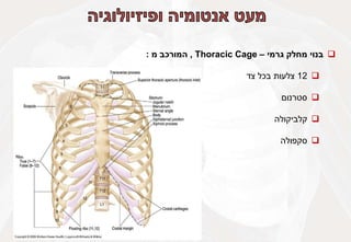 
‫בנוי‬
‫מחלק‬
‫גרמי‬
–
Thoracic Cage
,
‫המורכב‬
‫מ‬
:

12
‫צלעות‬
‫בכל‬
‫צד‬

‫סטרנום‬

‫קלביקולה‬

‫סקפולה‬
 