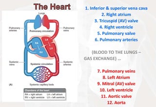 1. Inferior & superior vena cava
2. Right atrium
3. Tricuspid (AV) valve
4. Right ventricle
5. Pulmonary valve
6. Pulmonary arteries
(BLOOD TO THE LUNGS –
GAS EXCHANGE) …
7. Pulmonary veins
8. Left Atrium
9. Mitral (AV) valve
10. Left ventricle
11. Aortic valve
12. Aorta
 