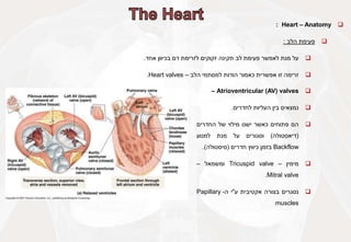 
Heart – Anatomy
:

‫פעימת‬
‫הלב‬
:

‫על‬
‫מנת‬
‫לאפשר‬
‫פעימת‬
‫לב‬
‫תקינה‬
‫זקוקים‬
‫לזרימת‬
‫דם‬
‫בכיוון‬
‫אחד‬
.

‫זרימה‬
‫זו‬
‫אפשרית‬
‫כאמור‬
‫הודות‬
‫למסתמי‬
‫הלב‬
–
Heart valves
.

Atrioventricular (AV) valves
–

‫נמצאים‬
‫בין‬
‫העליות‬
‫לחדרים‬
.

‫הם‬
‫פתוחים‬
‫כאשר‬
‫ישנו‬
‫מילוי‬
‫של‬
‫החדרים‬
(
‫דיאסטולה‬
)
‫וסגורים‬
‫על‬
‫מנת‬
‫למנוע‬
Backflow
‫בזמן‬
‫כיווץ‬
‫חדרים‬
(
‫סיסטולה‬
)
.

‫מימין‬
–
Tricuspid valve
‫ומשמאל‬
–
Mitral valve
.

‫נסגרים‬
‫בצורה‬
‫אקטיבית‬
‫ע‬
"
‫י‬
‫ה‬
-
Papillary
muscles
 