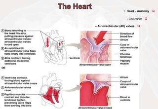 
Heart – Anatomy
:

‫פעימת‬
‫הלב‬
:

Atrioventricular (AV) valves
–
 