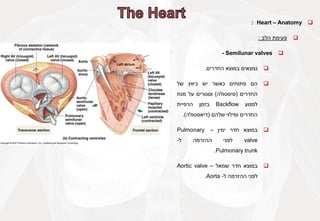 
Heart – Anatomy
:

‫פעימת‬
‫הלב‬
:

Semilunar valves
-

‫נמצאים‬
‫במוצא‬
‫החדרים‬
.

‫הם‬
‫פתוחים‬
‫כאשר‬
‫יש‬
‫כיווץ‬
‫של‬
‫החדרים‬
(
‫סיסטולה‬
)
‫וסגורים‬
‫על‬
‫מנת‬
‫למנוע‬
Backflow
‫בזמן‬
‫הרפיית‬
‫החדרים‬
‫ומילוי‬
‫שלהם‬
(
‫דיאסטולה‬
)
.

‫במוצא‬
‫חדר‬
‫ימין‬
–
Pulmonary
valve
‫לפני‬
‫ההזרמה‬
‫ל‬
-
Pulmonary trunk
.

‫במוצא‬
‫חדר‬
‫שמאל‬
–
Aortic valve
‫לפני‬
‫ההזרמה‬
‫ל‬
-
Aorta
.
 