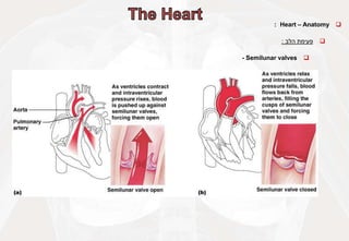 
Heart – Anatomy
:

‫פעימת‬
‫הלב‬
:

Semilunar valves
-
 
