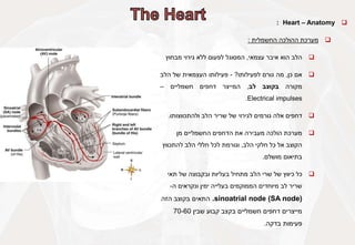 
Heart – Anatomy
:

‫מערכת‬
‫ההולכה‬
‫החשמלית‬
:

‫הלב‬
‫הוא‬
‫איבר‬
‫עצמאי‬
,
‫המסוגל‬
‫לפעום‬
‫ללא‬
‫גירוי‬
‫מבחוץ‬

‫אם‬
‫כן‬
,
‫מה‬
‫גורם‬
‫לפעילותו‬
?
-
‫פעילותו‬
‫העצמאית‬
‫של‬
‫הלב‬
‫מקורה‬
‫בקוצב‬
‫לב‬
,
‫המייצר‬
‫דחפים‬
‫חשמליים‬
–
Electrical impulses
.

‫דחפים‬
‫אלה‬
‫גורמים‬
‫לגירוי‬
‫של‬
‫שריר‬
‫הלב‬
‫ולהתכווצותו‬
.

‫מן‬ ‫החשמליים‬ ‫הדחפים‬ ‫את‬ ‫מעבירה‬ ‫הולכה‬ ‫מערכת‬
‫הלב‬ ‫חלקי‬ ‫כל‬ ‫אל‬ ‫הקוצב‬
,
‫להתכווץ‬ ‫הלב‬ ‫חללי‬ ‫לכל‬ ‫וגורמת‬
‫מושלם‬ ‫בתיאום‬
.

‫תאי‬ ‫של‬ ‫ובקבוצה‬ ‫בעליות‬ ‫מתחיל‬ ‫הלב‬ ‫שרי‬ ‫של‬ ‫כיווץ‬ ‫כל‬
‫ה‬ ‫ונקראים‬ ‫ימין‬ ‫בעלייה‬ ‫הממוקמים‬ ‫מיוחדים‬ ‫לב‬ ‫שריר‬
-
sinoatrial node (SA node)
.
‫הזה‬ ‫בקוצב‬ ‫התאים‬
‫שבין‬ ‫קבוע‬ ‫בקצב‬ ‫חשמליים‬ ‫דחפים‬ ‫מייצרים‬
70-60
‫בדקה‬ ‫פעימות‬
.
 