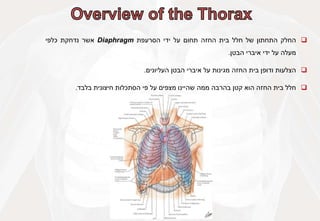 
‫החלק‬
‫התחתון‬
‫של‬
‫חלל‬
‫בית‬
‫החזה‬
‫תחום‬
‫על‬
‫ידי‬
‫הסרעפת‬
Diaphragm
‫אשר‬
‫נדחקת‬
‫כלפי‬
‫מעלה‬
‫על‬
‫ידי‬
‫איברי‬
‫הבטן‬
.

‫הצלעות‬
‫ודופן‬
‫בית‬
‫החזה‬
‫מגינות‬
‫על‬
‫איברי‬
‫הבטן‬
‫העליונים‬
.

‫חלל‬
‫בית‬
‫החזה‬
‫הוא‬
‫קטן‬
‫בהרבה‬
‫ממה‬
‫שהיינו‬
‫מצפים‬
‫על‬
‫פי‬
‫הסתכלות‬
‫חיצונית‬
‫בלבד‬
.
 