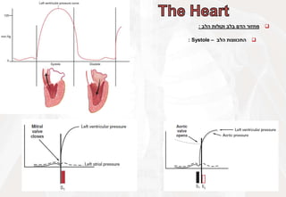 
‫מחזור‬
‫הדם‬
‫בלב‬
‫וקולות‬
‫הלב‬
:

‫התכווצות‬
‫הלב‬
–
Systole
:
 