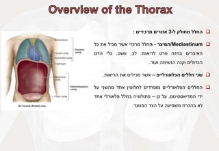 
‫החלל‬
‫מחולק‬
‫ל‬
-
3
‫אזורים‬
‫מרכזיים‬
:

Mediastinum
/
‫המיצר‬
-
‫ה‬
‫חלל‬
‫מרכזי‬
‫אשר‬
‫מכיל‬
‫את‬
‫כל‬
‫האיברים‬
‫בחזה‬
‫פרט‬
‫לריאות‬
:
‫לב‬
,
‫וושט‬
,
‫כלי‬
‫הדם‬
‫הגדולים‬
‫וקנה‬
‫הנשימה‬
‫ועוד‬
.

‫שני‬
‫חללים‬
‫הפלאורליים‬
–
‫אשר‬
‫מכילים‬
‫את‬
‫הריאות‬
.

‫החללים‬
‫הפלאורליים‬
‫מופרדים‬
‫לחלוטין‬
‫אחד‬
‫מהשני‬
‫על‬
‫ידי‬
‫המדיאסטינום‬
,
‫על‬
‫כן‬
–
‫פתולוגיה‬
‫בחלל‬
‫פלאורלי‬
‫אחד‬
‫לא‬
‫בהכרח‬
‫משפיעה‬
‫על‬
‫הצד‬
‫המנוגד‬
.
 