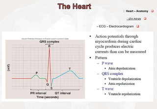 
Heart – Anatomy
:

‫פעימת‬
‫הלב‬
:

ECG – Electrocardiogram
–
 