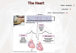 
Heart – Anatomy
:

‫פעימת‬
‫הלב‬
:

ECG – Electrocardiogram
–
 