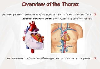 
‫רוב‬
‫חלל‬
‫בית‬
‫החזה‬
‫נתפס‬
‫על‬
‫ידי‬
‫הריאות‬
‫המספקות‬
‫שחלוף‬
‫של‬
‫חמן‬
‫ופחמן‬
‫דו‬
‫חמצני‬
‫בין‬
‫האוויר‬
‫לבין‬
‫הדם‬
.
‫יתר‬
‫החלל‬
‫נתפס‬
‫על‬
‫ידי‬
‫הלב‬
,
‫כלי‬
‫הדם‬
‫הגדולים‬
‫ודרכי‬
‫האוויר‬
‫המרכזיות‬
.

‫בנוסף‬
‫מזון‬
‫חוצה‬
‫את‬
‫בית‬
‫החזה‬
‫דרך‬
‫הוושט‬
Esophagus
‫מחלל‬
‫הפה‬
‫אל‬
‫עבר‬
‫הספיגה‬
‫בחלל‬
‫הבטן‬
.
 