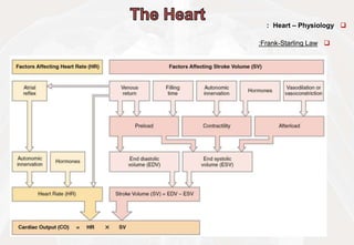
Heart – Physiology
:

Frank-Starling Law
:
 