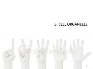 B. CELL ORGANEELS
10
 