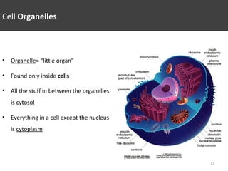Cell Organelles
• Organelle= “little organ”
• Found only inside cells
• All the stuff in between the organelles
is cytosol
• Everything in a cell except the nucleus
is cytoplasm
11
 