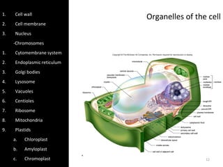 Organelles of the cell1. Cell wall
2. Cell membrane
3. Nucleus
-Chromosomes
1. Cytomembrane system
2. Endoplasmic reticulum
3. Golgi bodies
4. Lysosome
5. Vacuoles
6. Centioles
7. Ribosome
8. Mitochondria
9. Plastids
a. Chloroplast
b. Amyloplast
c. Chromoplast 12
 
